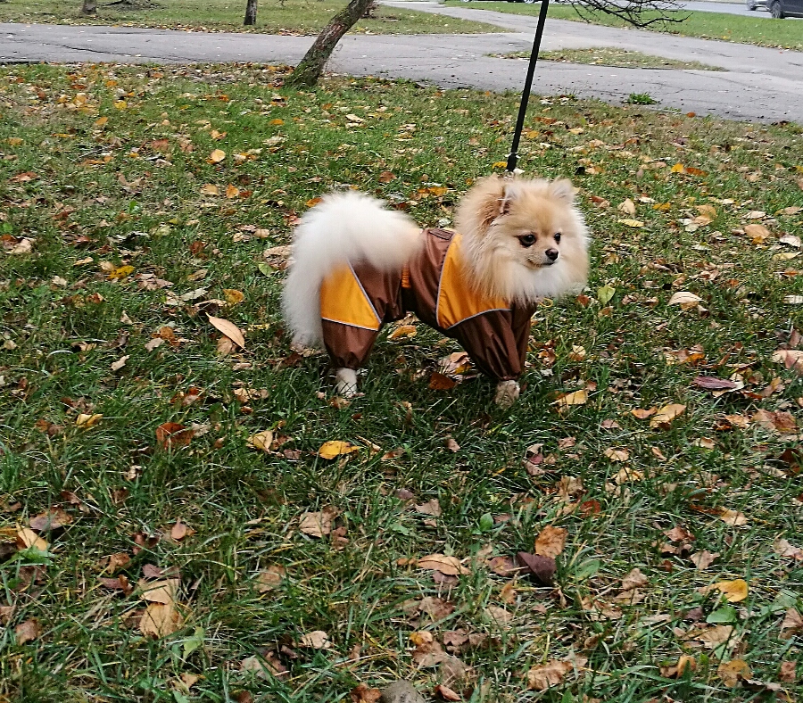 Aramis apģērbs suņiem. Ziemas suņu kombinezons-mētelis ar atstarotājiem, L_product Aramis apģērbs suņiem. Ziemas suņu kombinezons-mētelis ar atstarotājiem, L